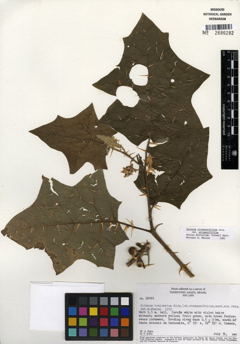 Solanum stramoniifolium var. stramoniifolium photo 2