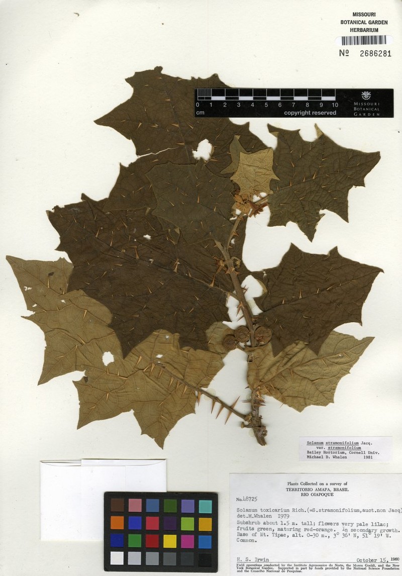 Solanum stramoniifolium var. stramoniifolium photo 3