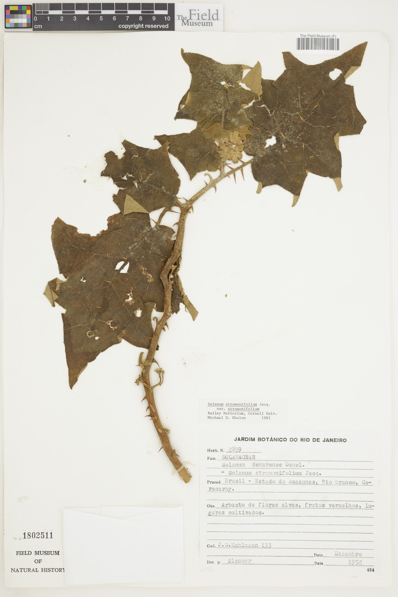 Solanum stramoniifolium var. stramoniifolium photo 4