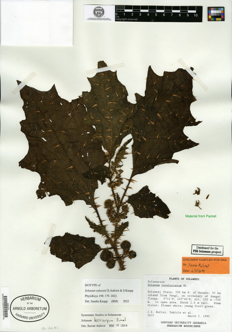 Solanum sulawesi