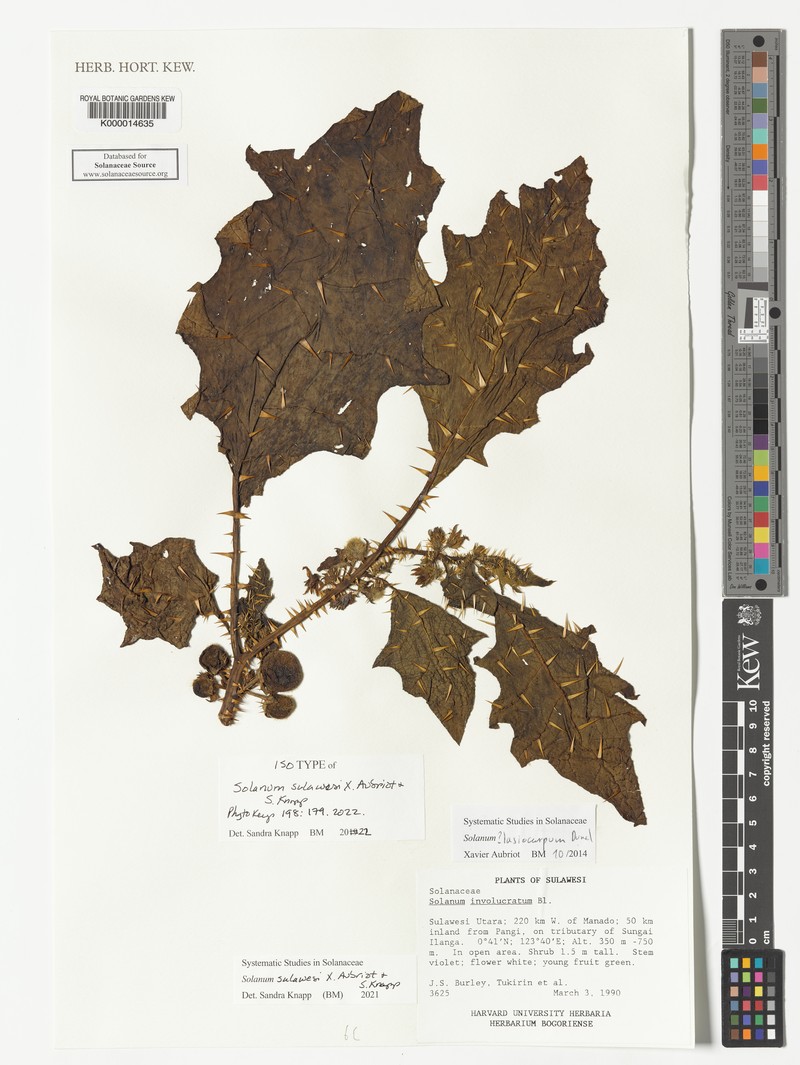 Solanum sulawesi photo 2