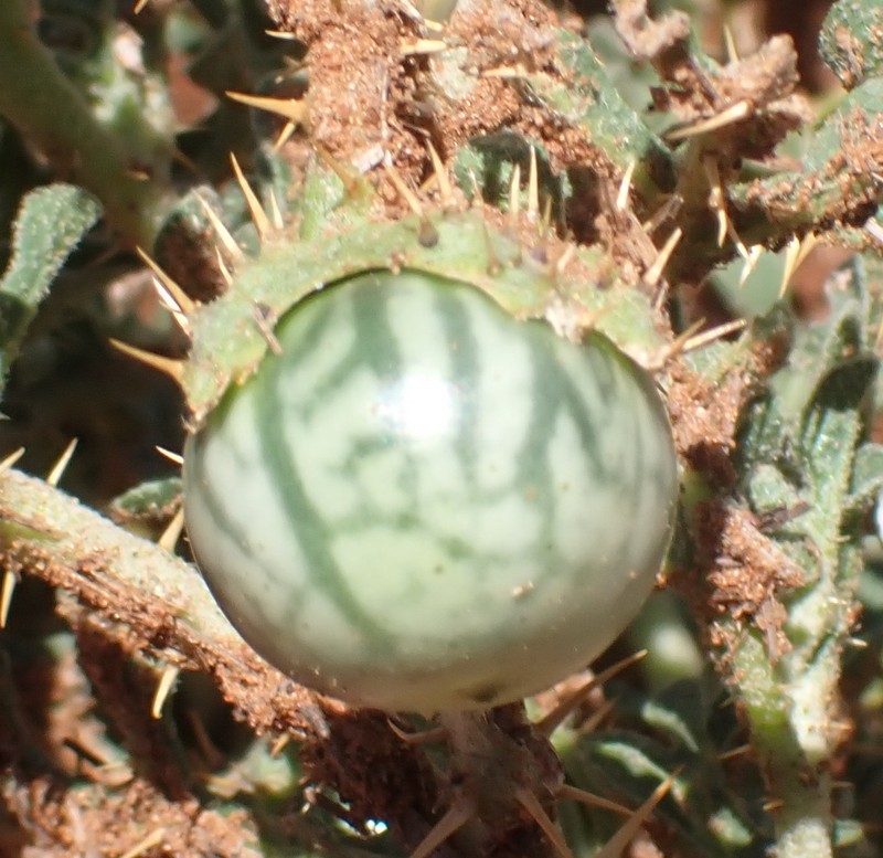 Solanum supinum var. supinum