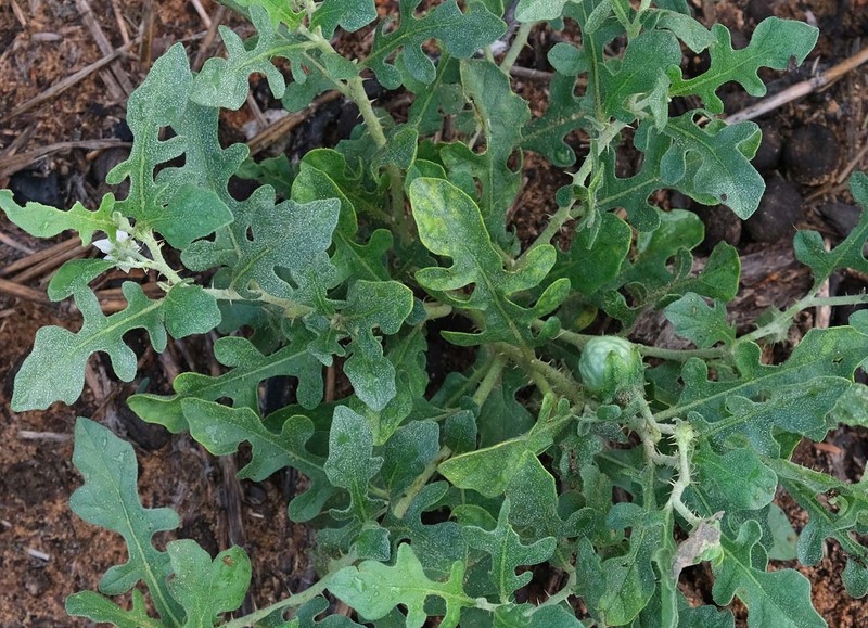 Solanum supinum var. supinum photo 2