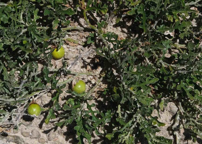 Solanum supinum var. supinum photo 3