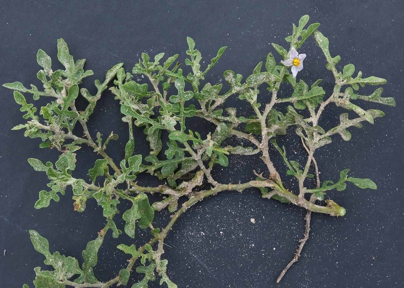 Solanum supinum var. supinum photo 4