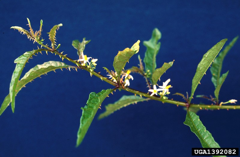 Scrambling Nightshade photo 3