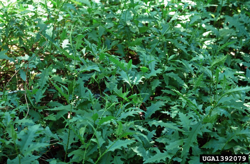 Scrambling Nightshade photo 4