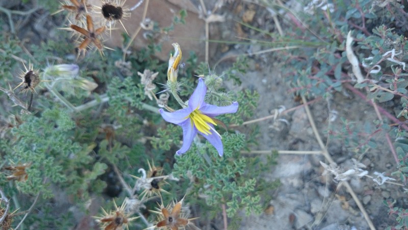 Fancy Nightshade