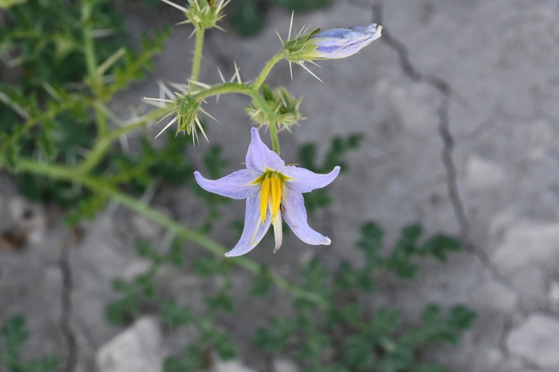 Fancy Nightshade photo 2