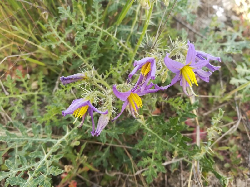 Fancy Nightshade photo 3