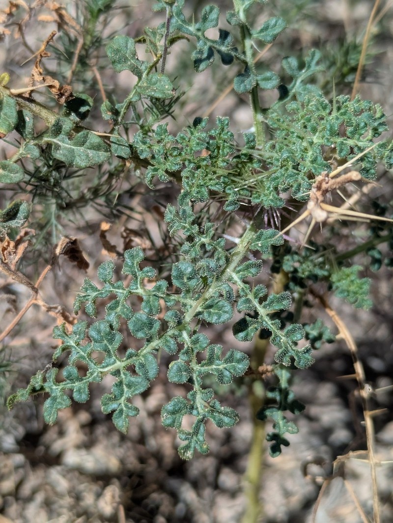 Fancy Nightshade photo 4