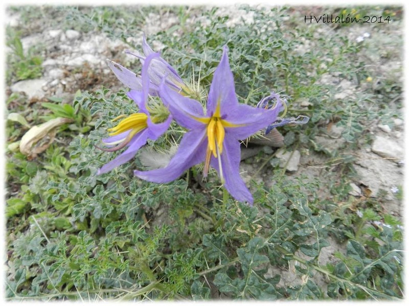 Fancy Nightshade photo 5