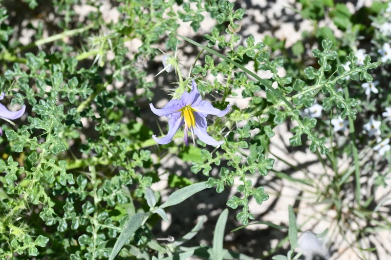 Fancy Nightshade photo 6