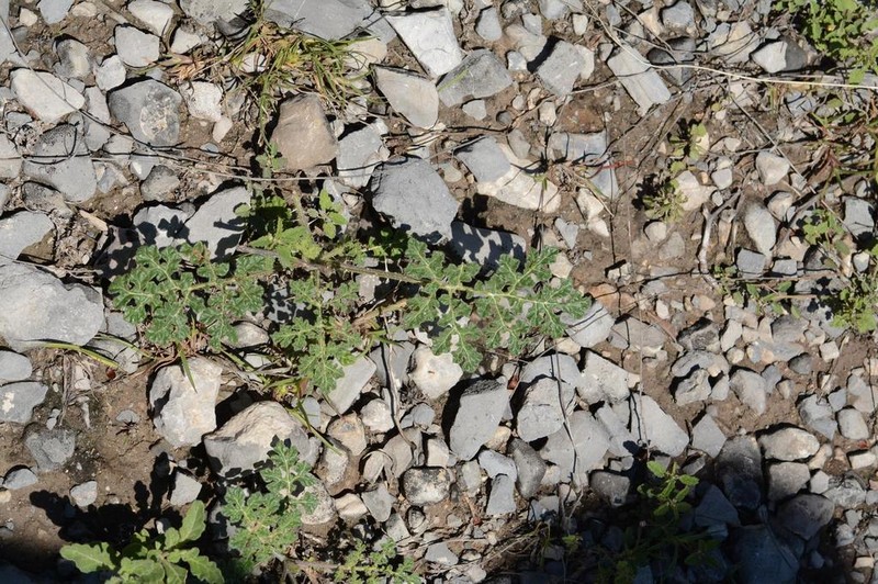 Fancy Nightshade photo 7
