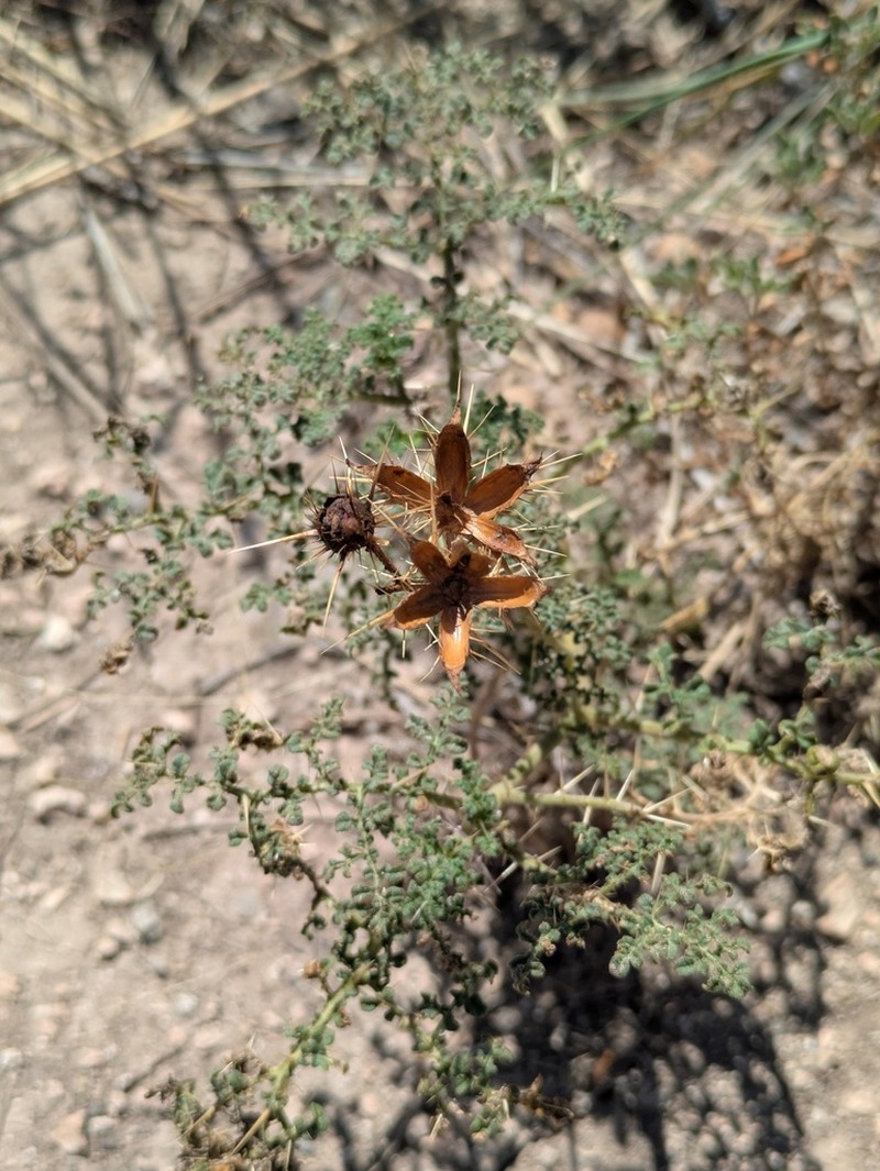 Fancy Nightshade photo 8