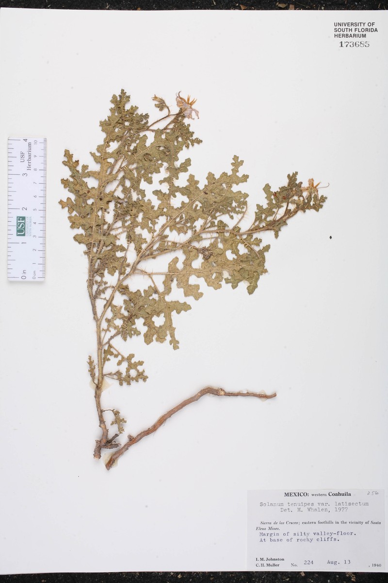 Solanum tenuipes var. latisectum