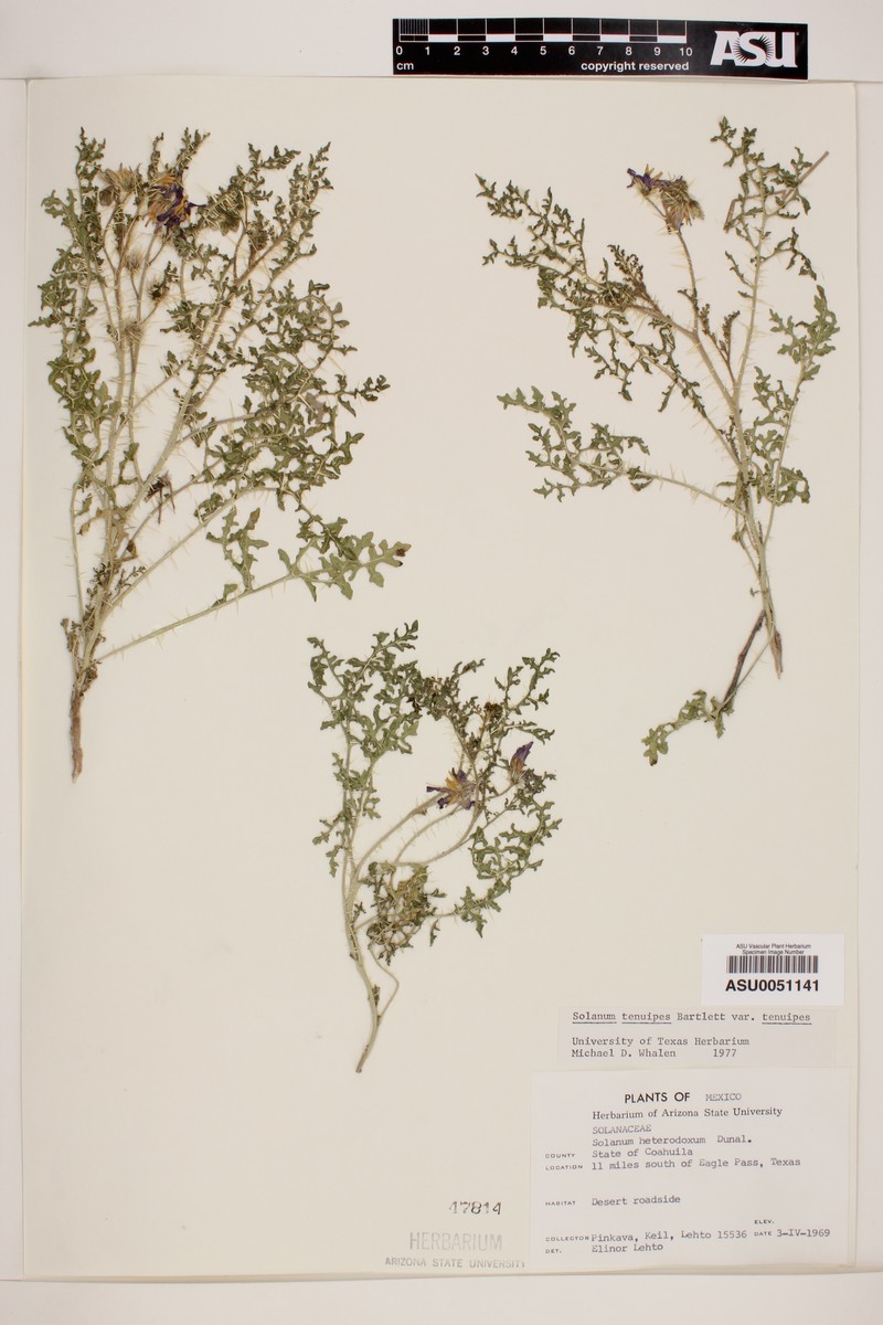 Solanum tenuipes var. tenuipes