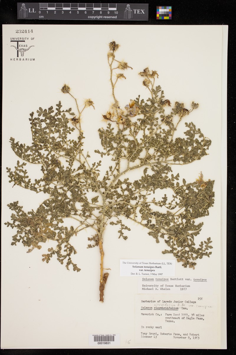 Solanum tenuipes var. tenuipes photo 2