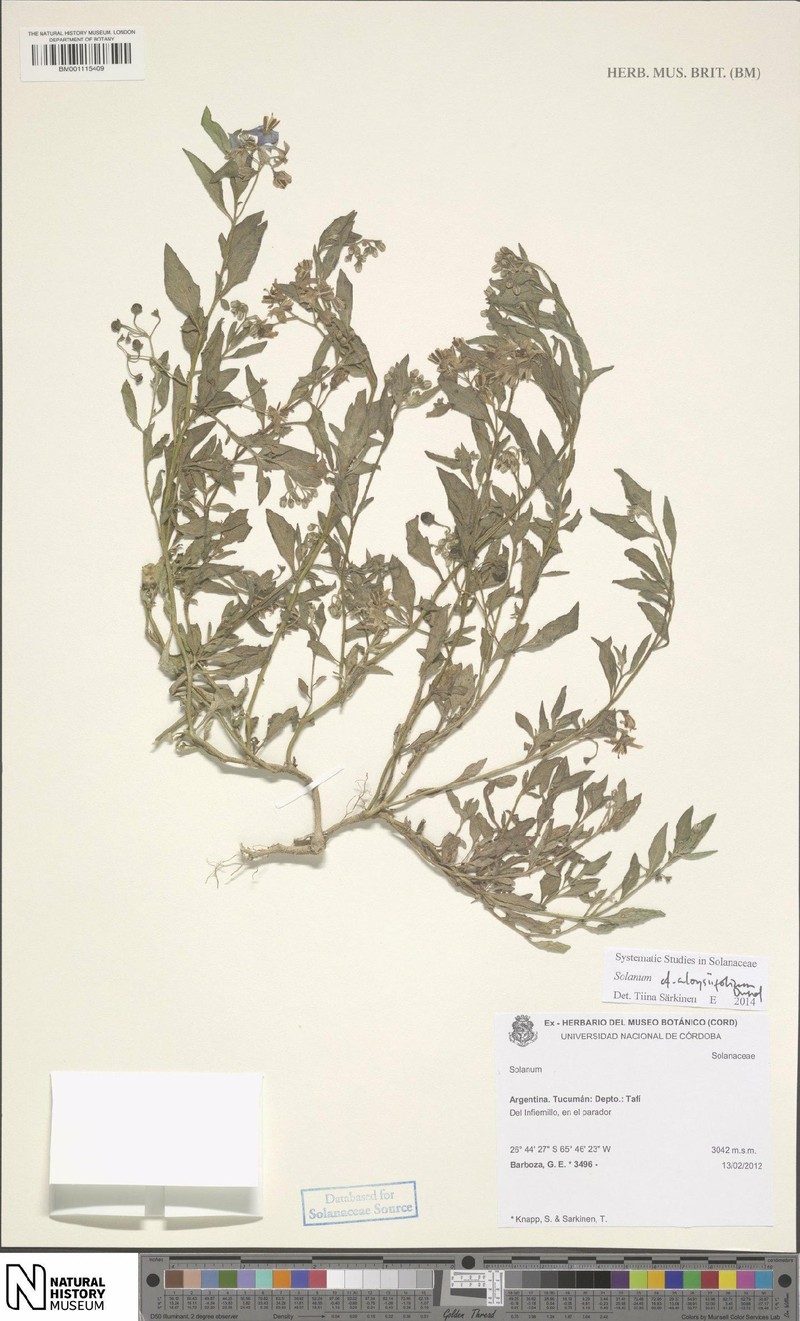 Solanum tiinae