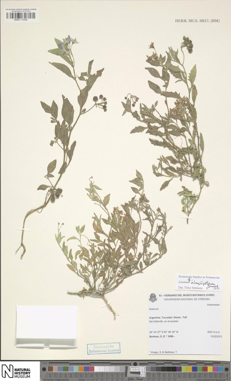 Solanum tiinae photo 2