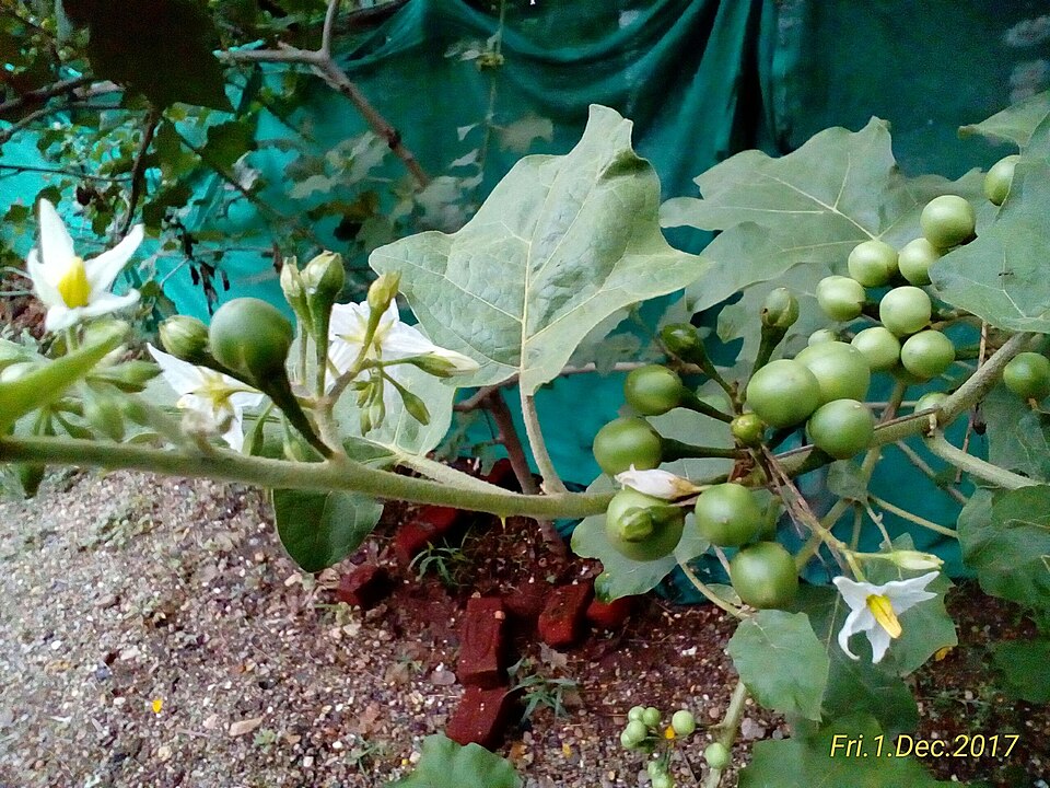Turkey Berry photo 6