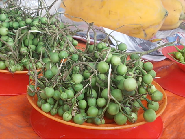 Turkey Berry photo 7
