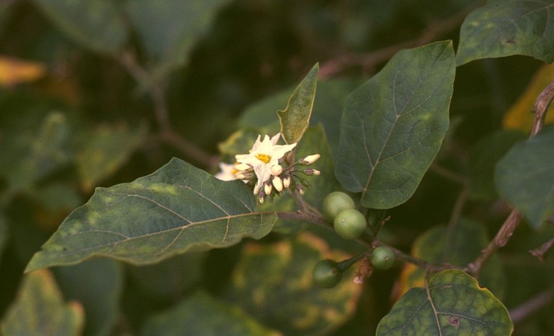 Turkey Berry photo 4