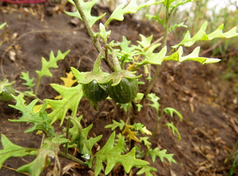 Cutleaf Nightshade photo 2