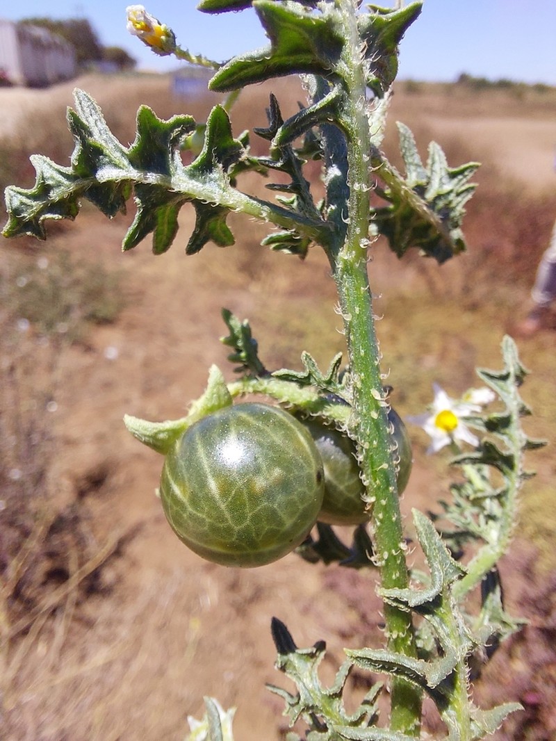 Cutleaf Nightshade photo 3