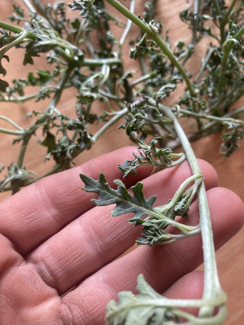 Cutleaf Nightshade photo 4