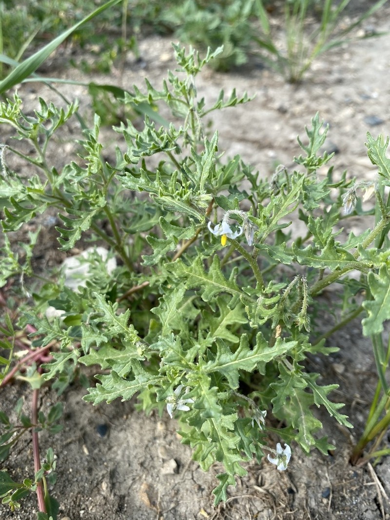 Cutleaf Nightshade photo 5