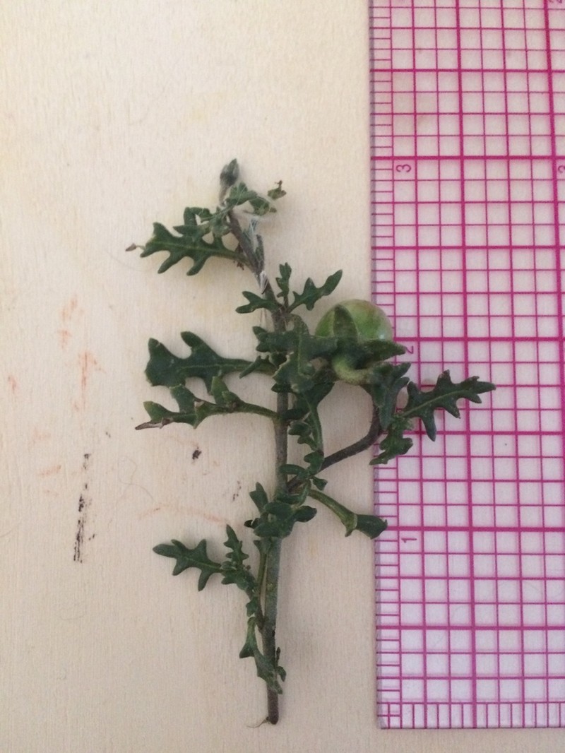 Cutleaf Nightshade photo 6