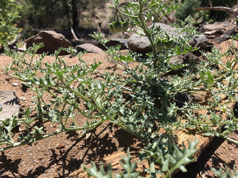 Cutleaf Nightshade photo 7