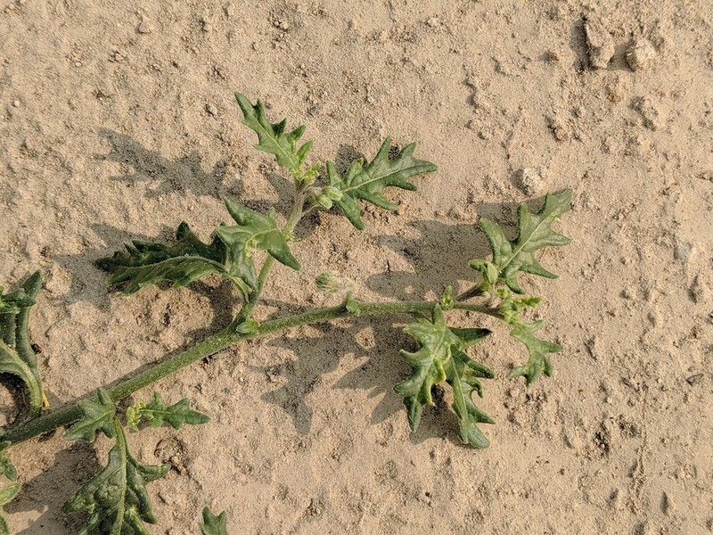 Cutleaf Nightshade photo 8