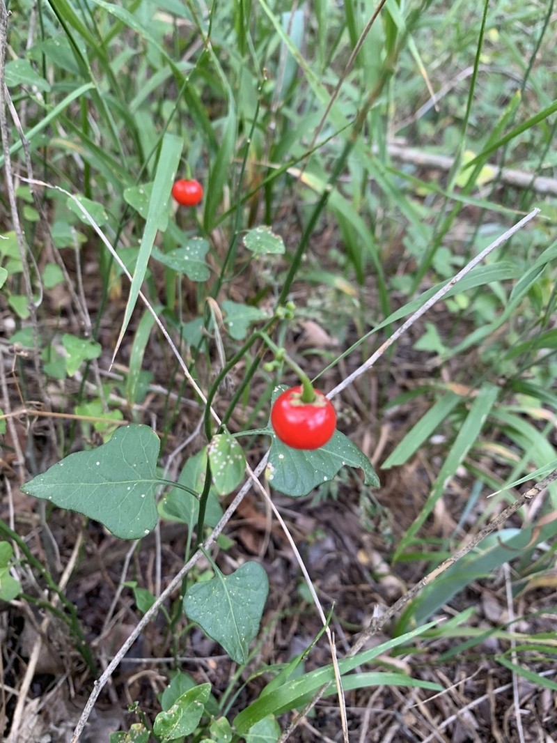 Texas Nightshade