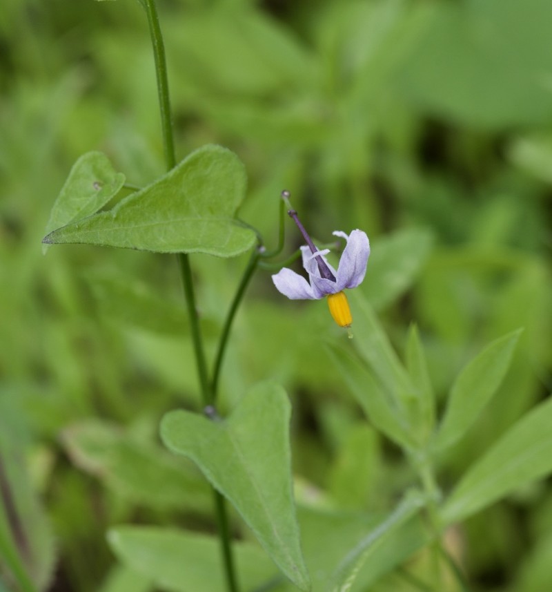 Texas Nightshade photo 2