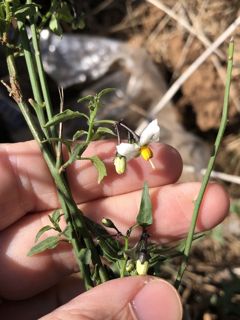 Texas Nightshade photo 3