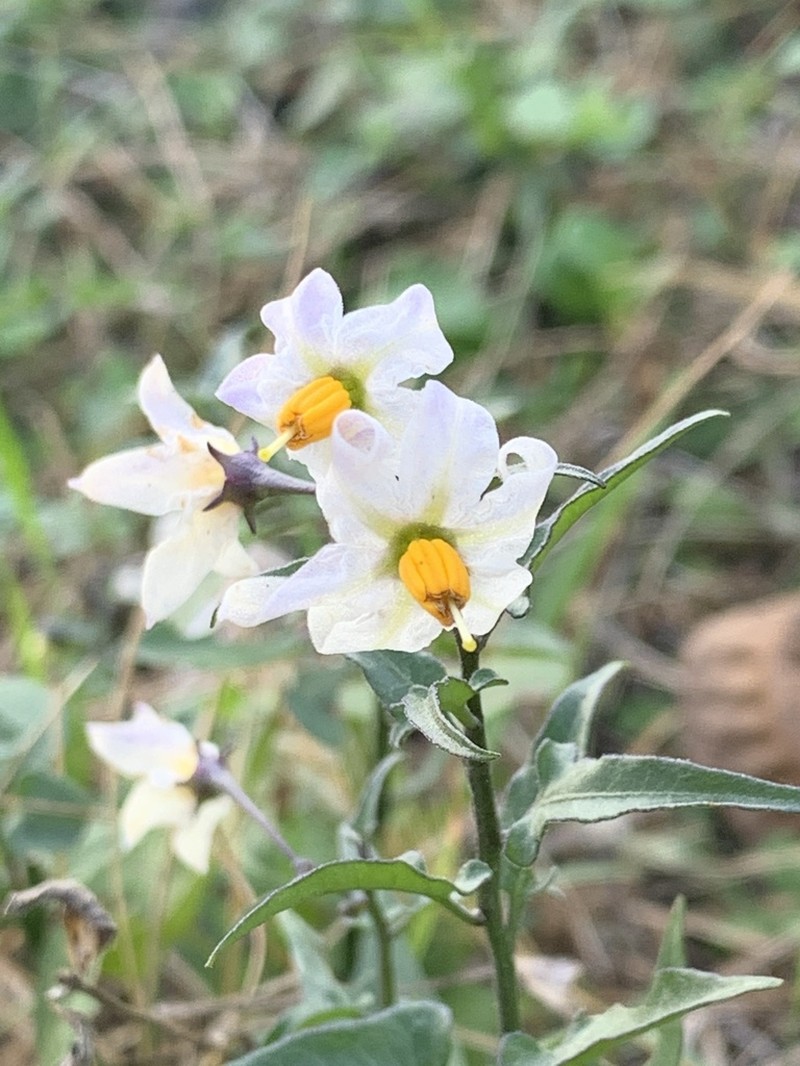 Texas Nightshade photo 4