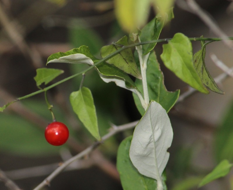Texas Nightshade photo 5