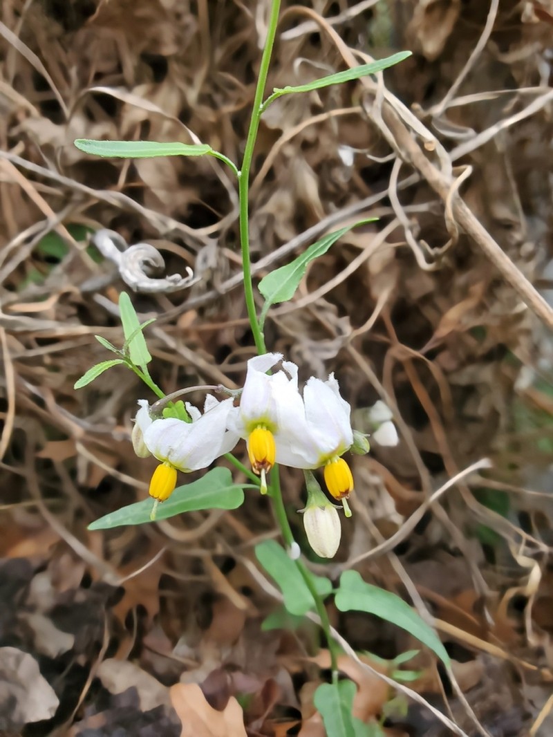 Texas Nightshade photo 6