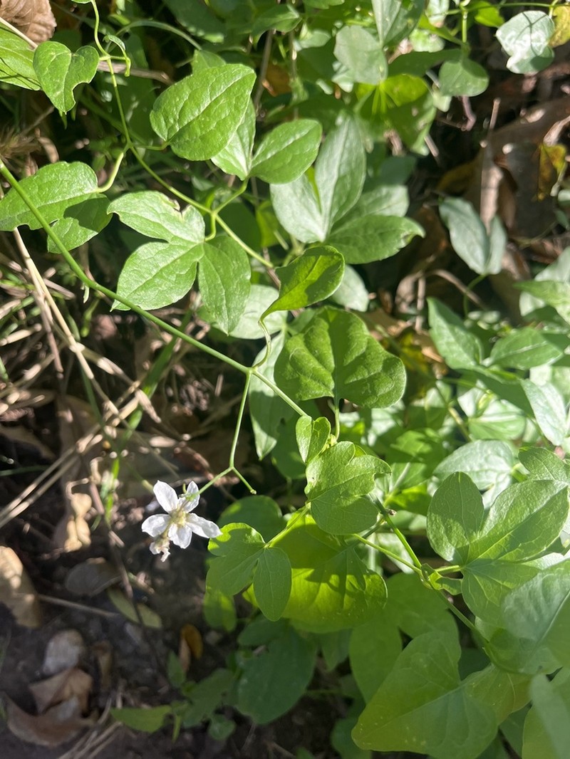Texas Nightshade photo 7