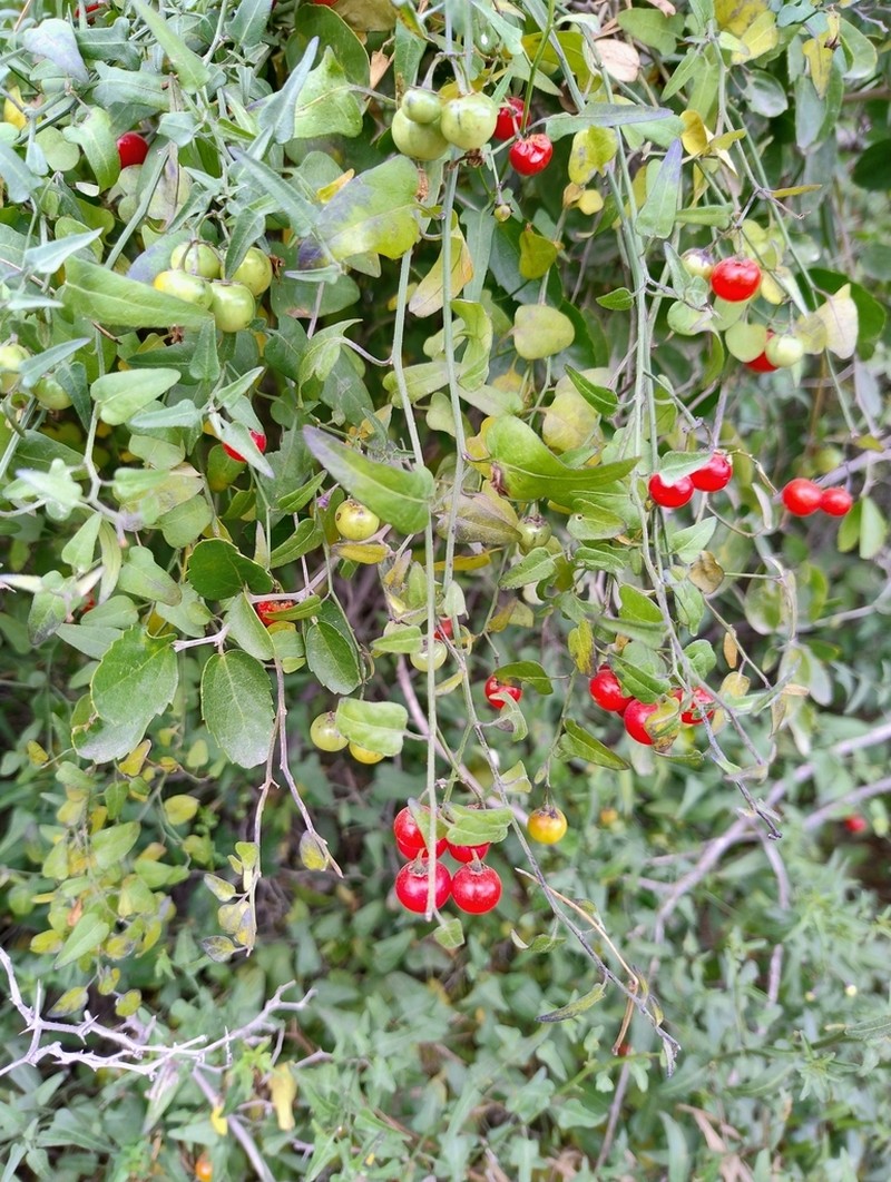 Texas Nightshade photo 8