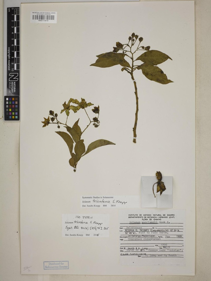 Solanum triunfense