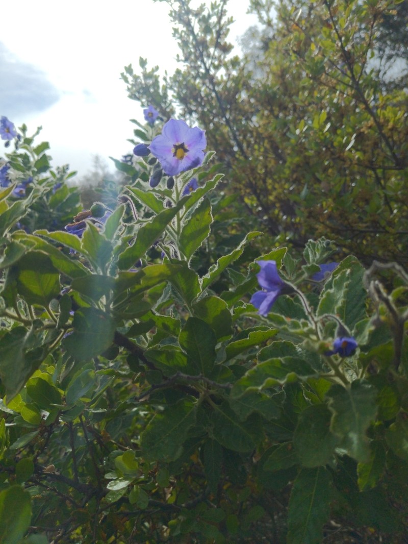 Bluewitch Nightshade photo 2