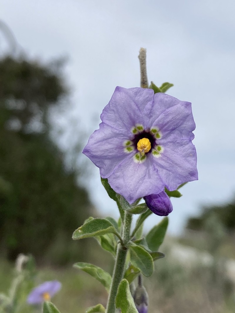 Bluewitch Nightshade photo 3