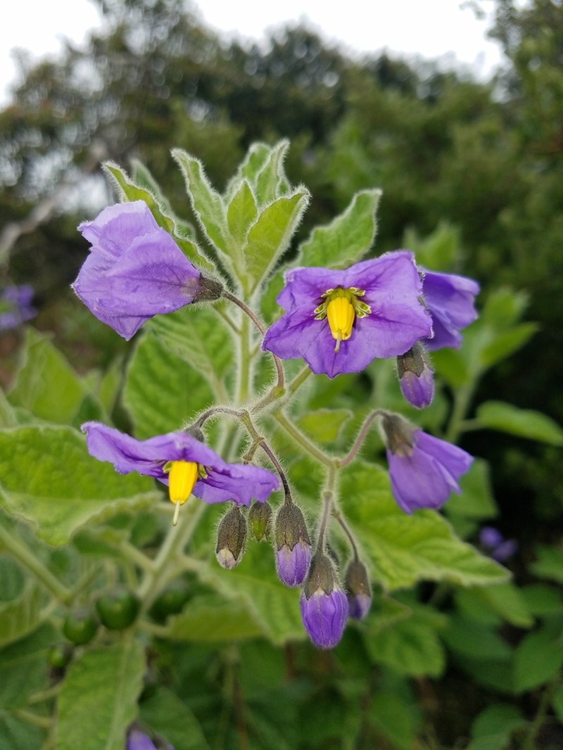 Bluewitch Nightshade photo 4