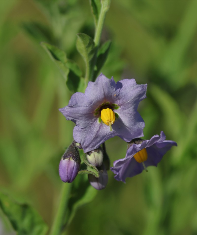 Bluewitch Nightshade photo 5