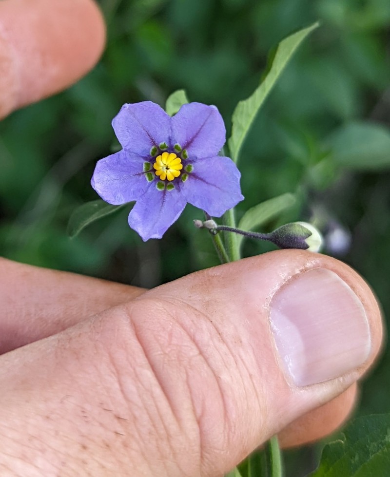 Bluewitch Nightshade photo 6