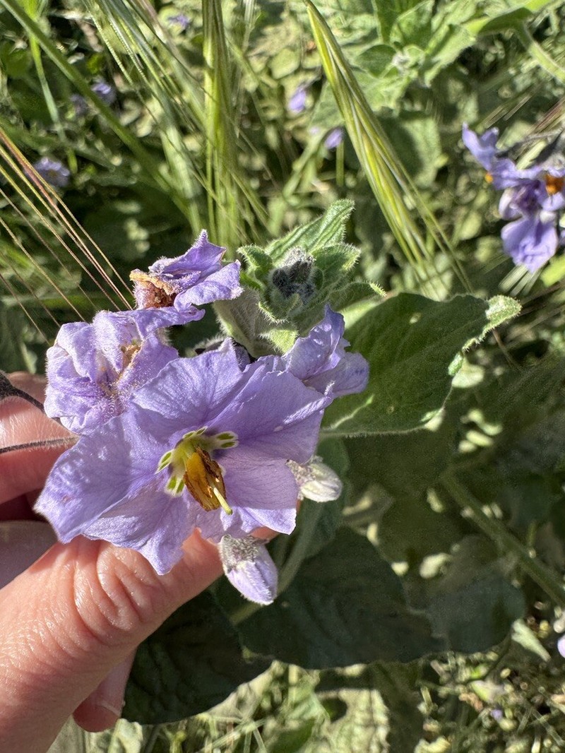Clokey's Nightshade