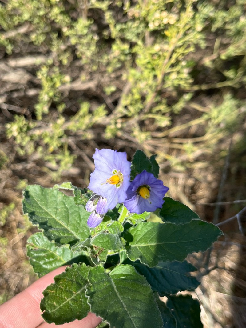 Clokey's Nightshade photo 2
